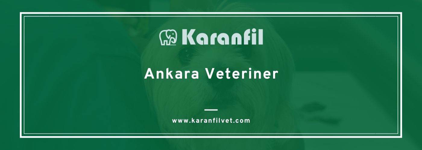 Ankara Veteriner